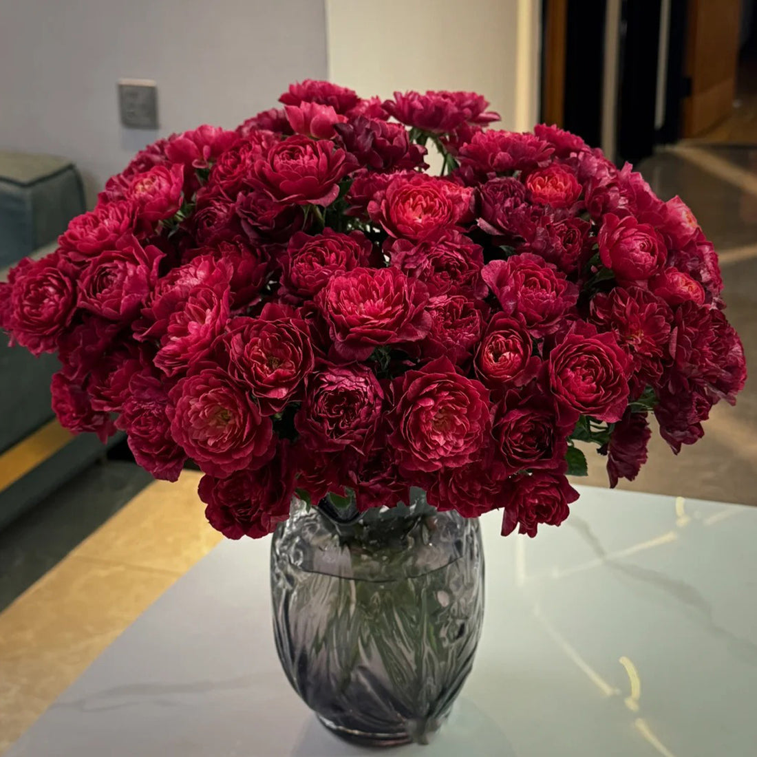 Black Jade Terrazza Florist Shrub Rose