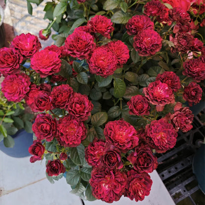 Black Jade Terrazza Florist Shrub Rose