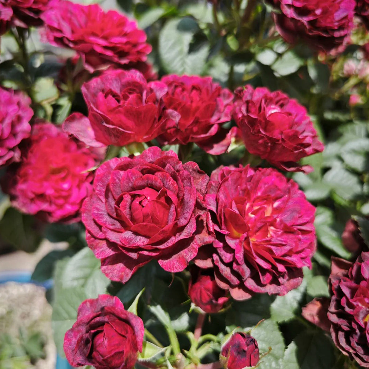 Black Jade Terrazza Florist Shrub Rose