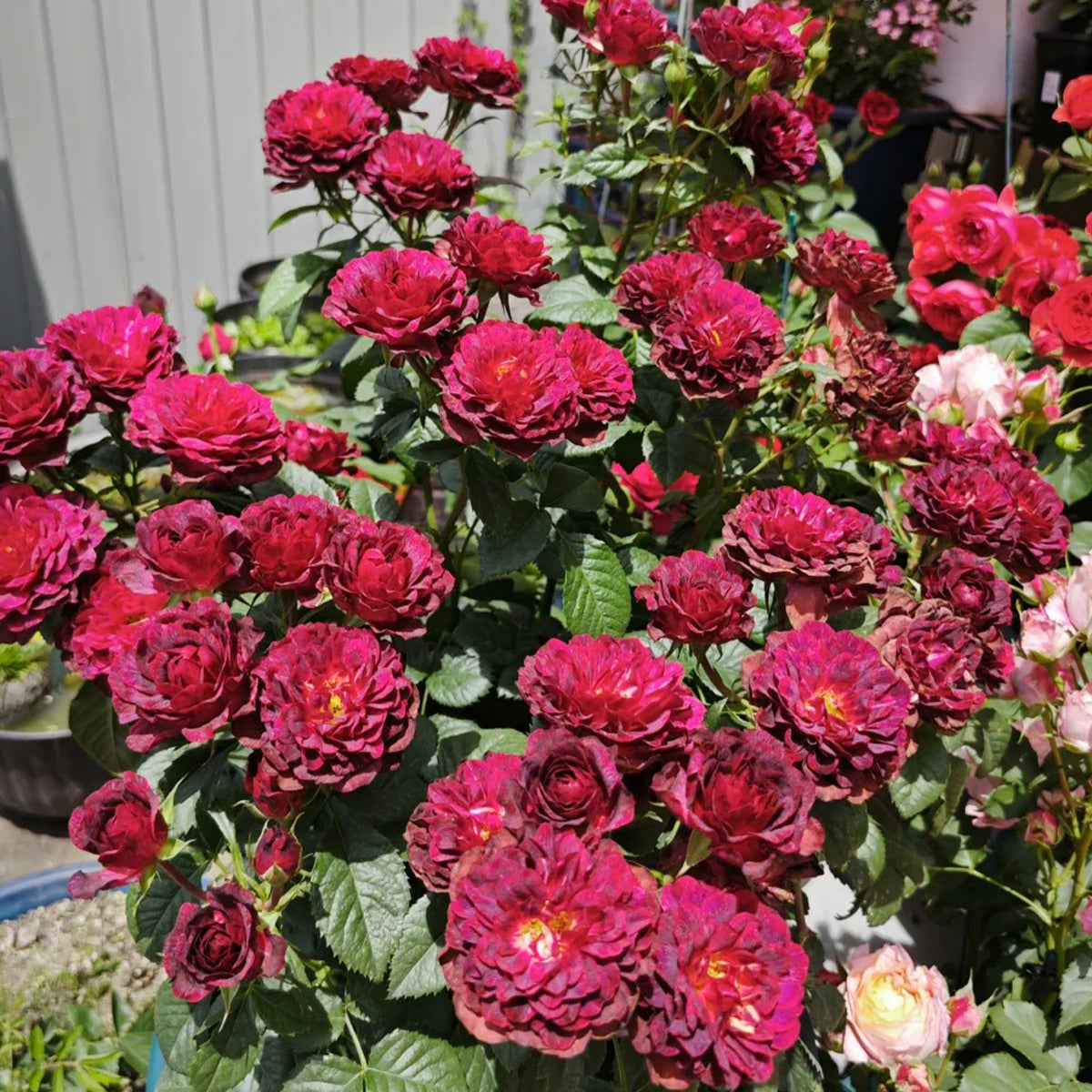 Black Jade Terrazza Florist Shrub Rose