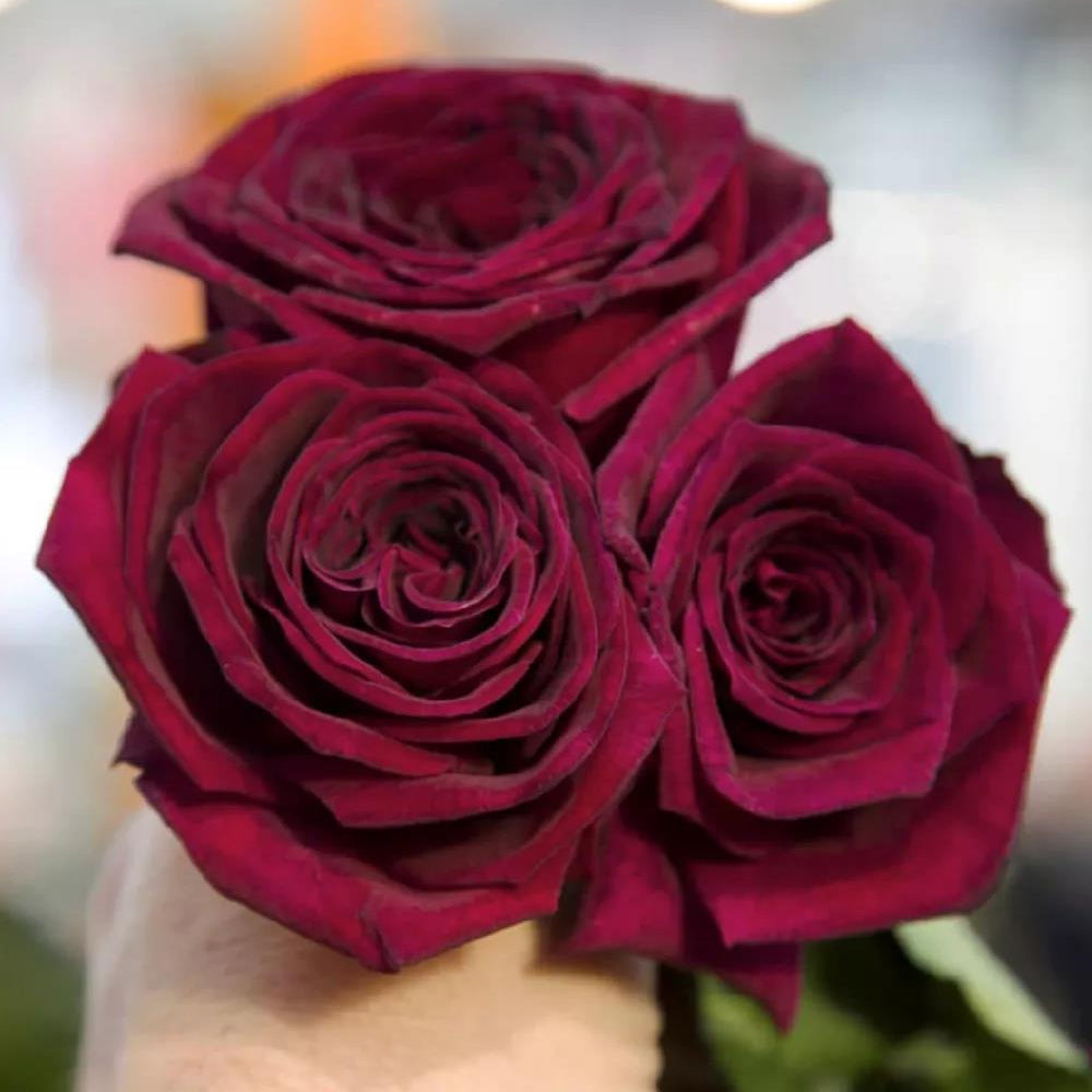 Black Perfumella French Florist Shrub Rose – Highgarden Roses