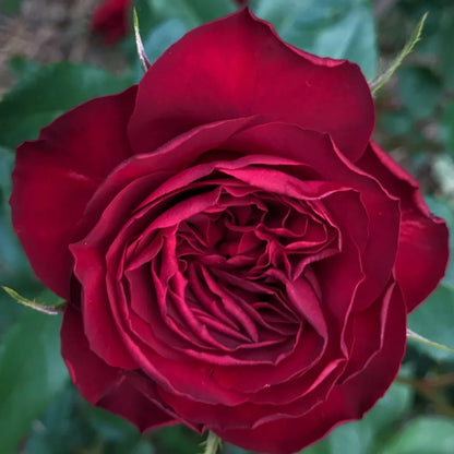 Black Perfumella French Florist Shrub Rose