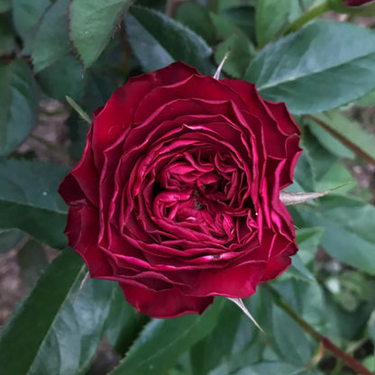 Black Perfumella French Florist Shrub Rose