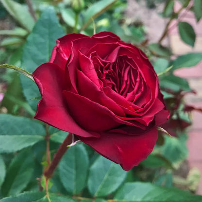 Black Perfumella French Florist Shrub Rose