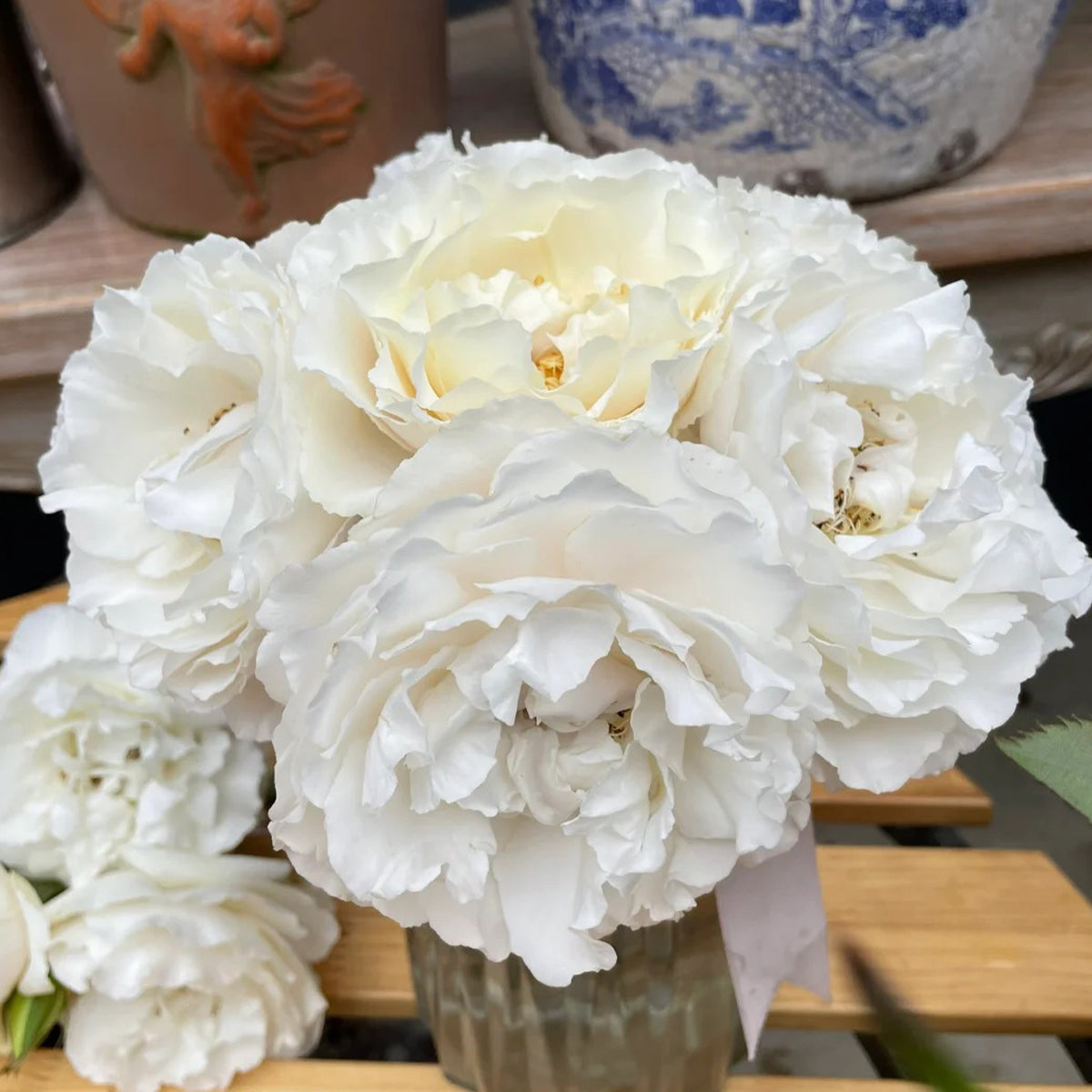 ブランシュローズ Blanche Neige Japanese Florist Shrub Rose – Highgarden Roses
