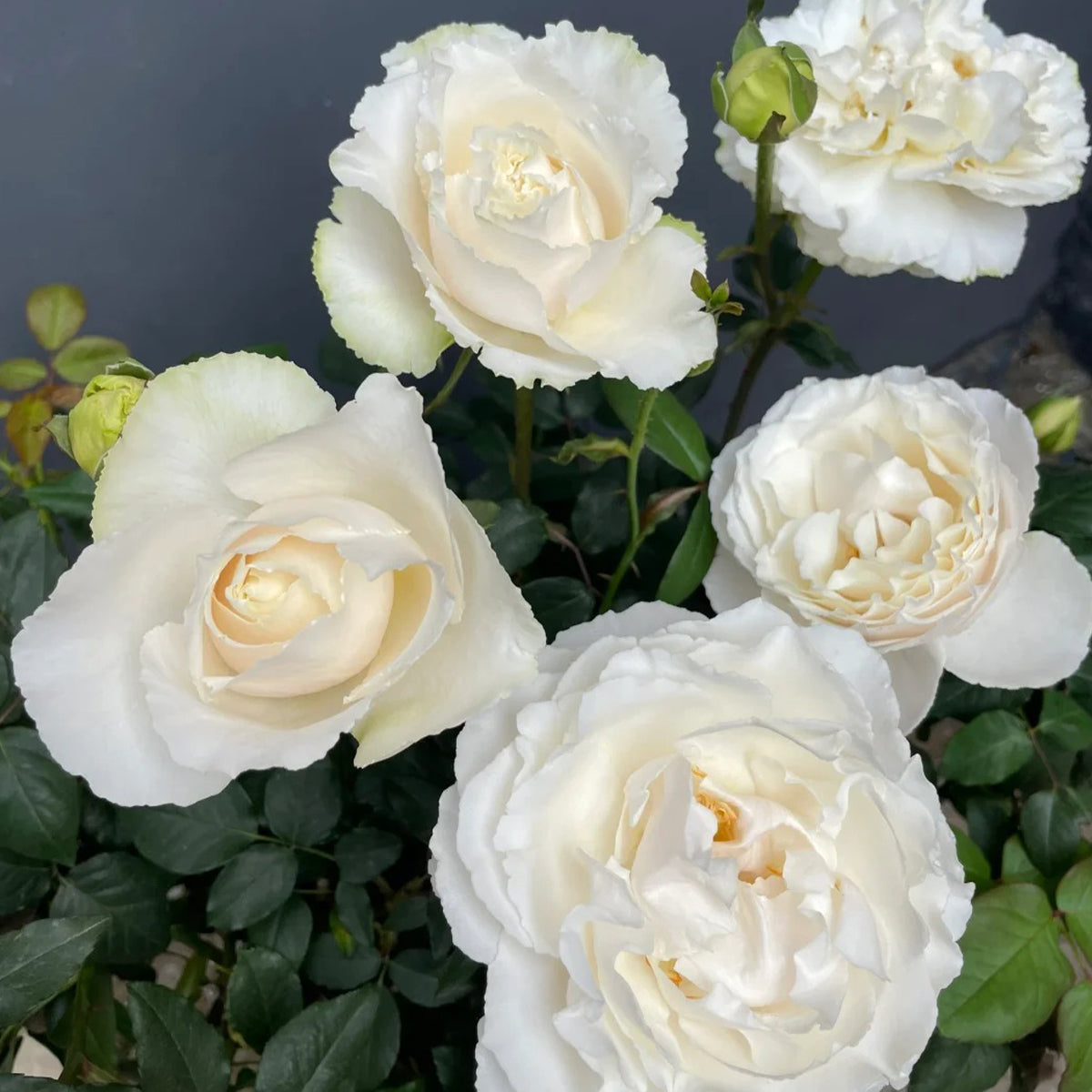 Blanche Neige Japanese Florist Shrub Rose – Highgarden Roses