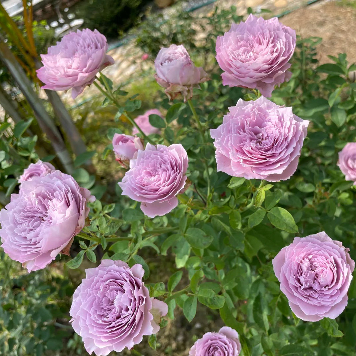 Blue Pompom Chinese Florist Shrub Rose