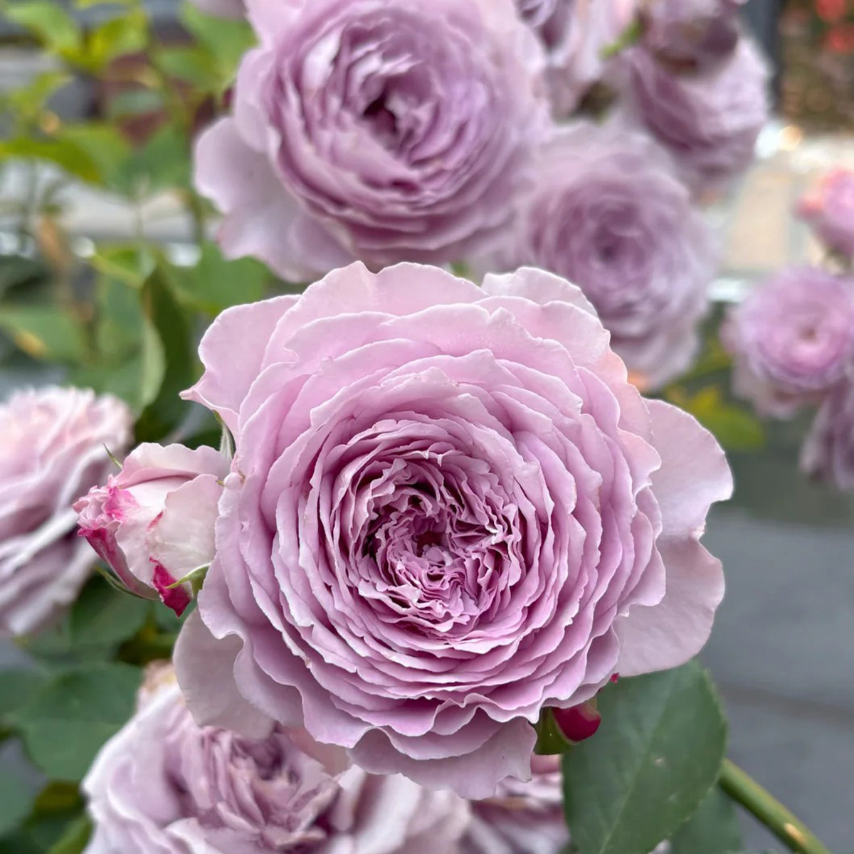 Blue Pompom Chinese Florist Shrub Rose
