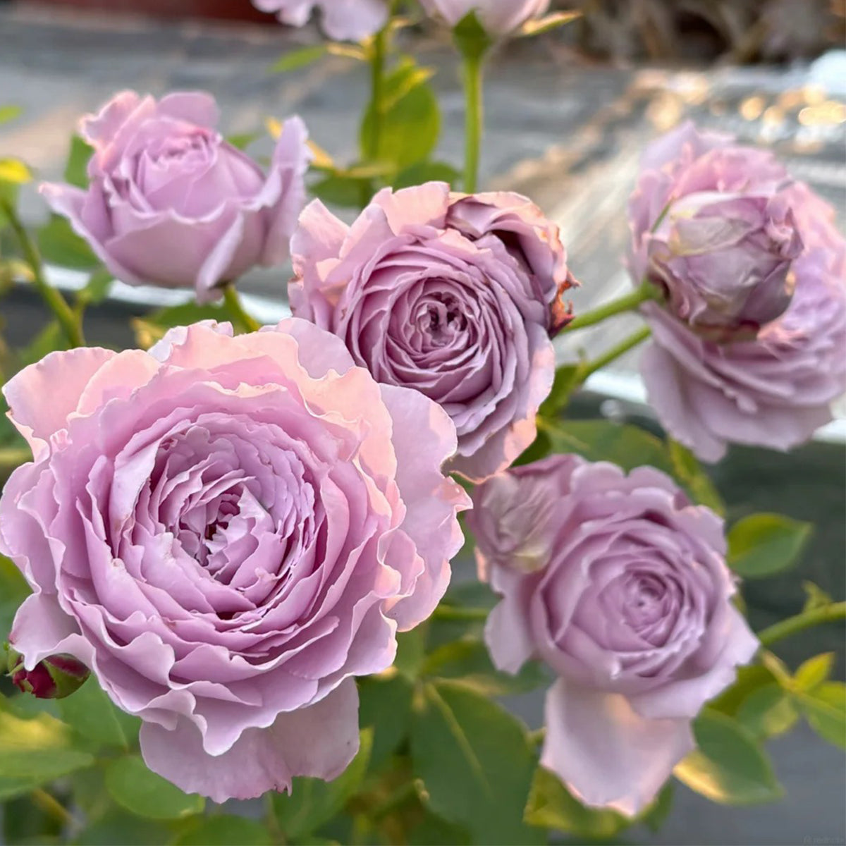 Blue Pompom Chinese Florist Shrub Rose
