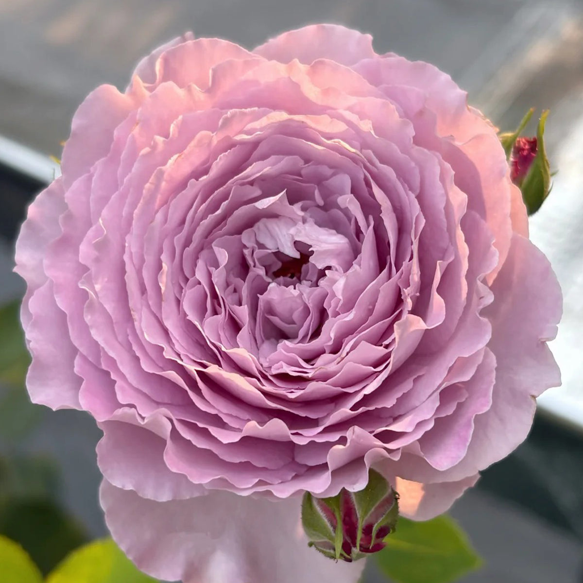 Blue Pompom Chinese Florist Shrub Rose