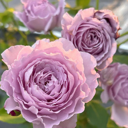 Blue Pompom Chinese Florist Shrub Rose