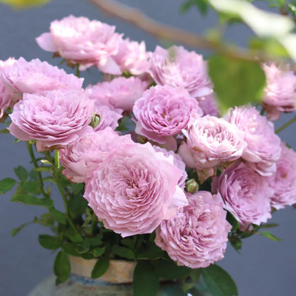 Blue Pompom Chinese Florist Shrub Rose