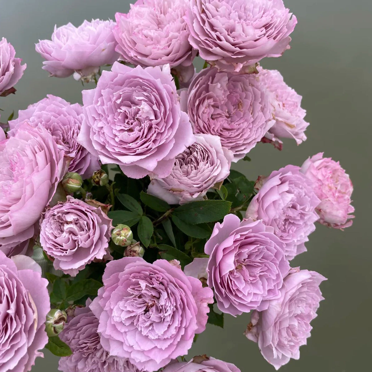 Blue Pompom Chinese Florist Shrub Rose