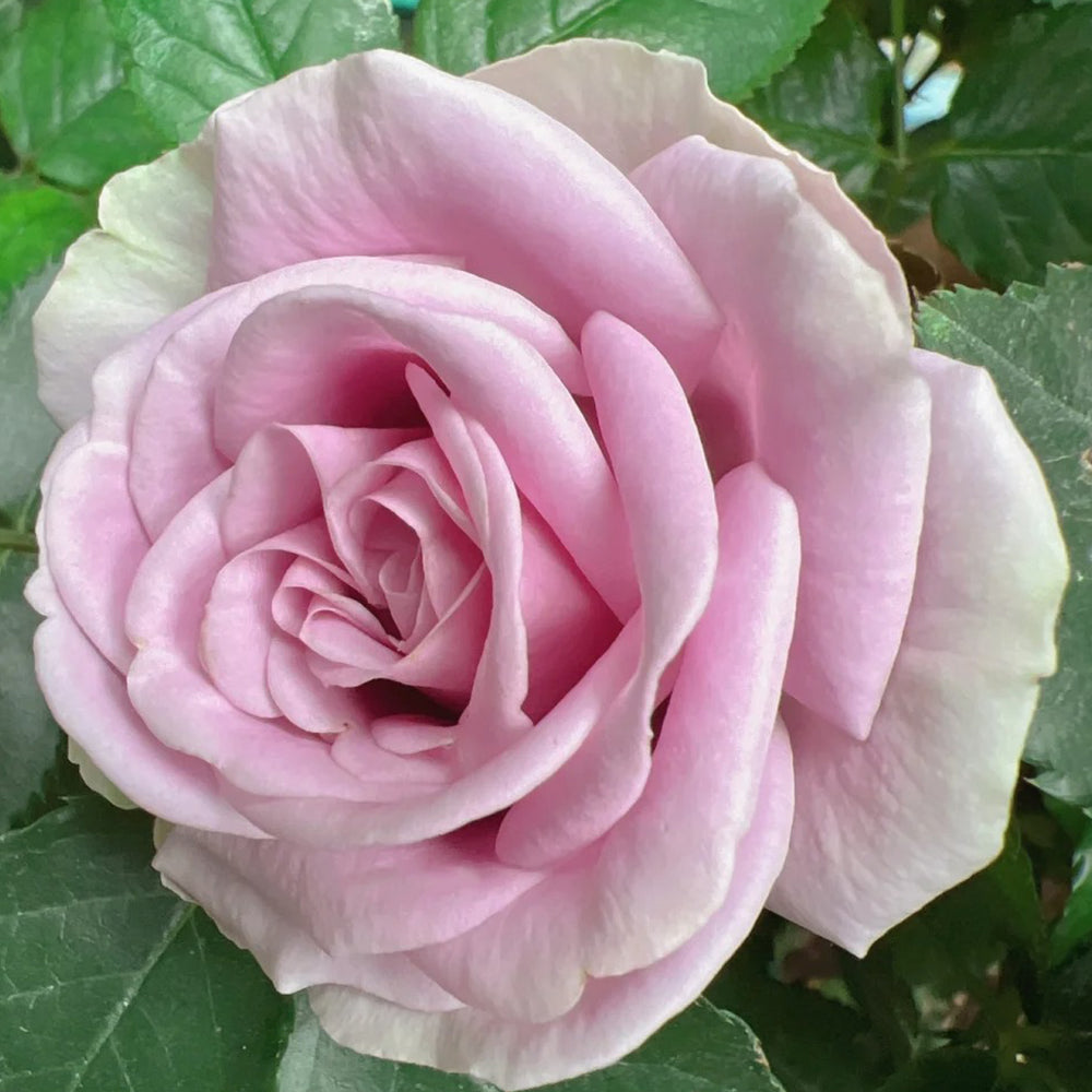 Blue Romanesque Japanese Florist Shrub Rose