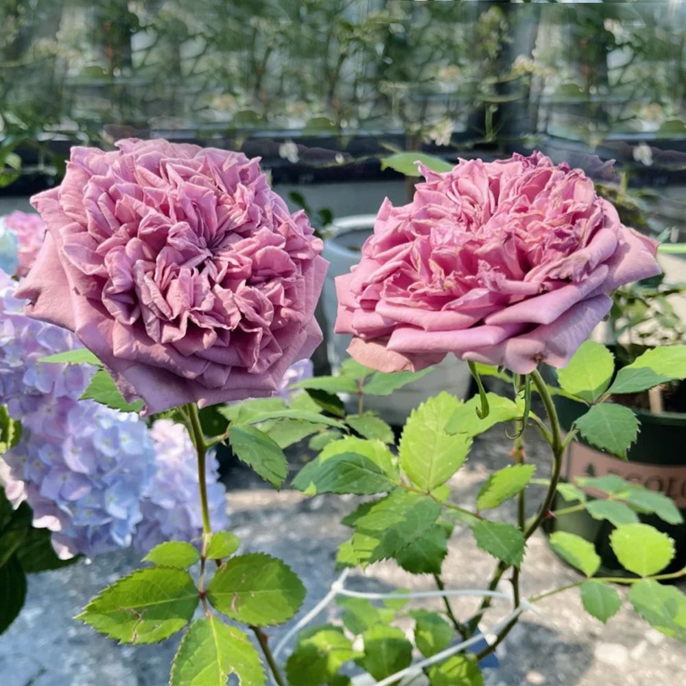 Blue Romanesque Japanese Florist Shrub Rose