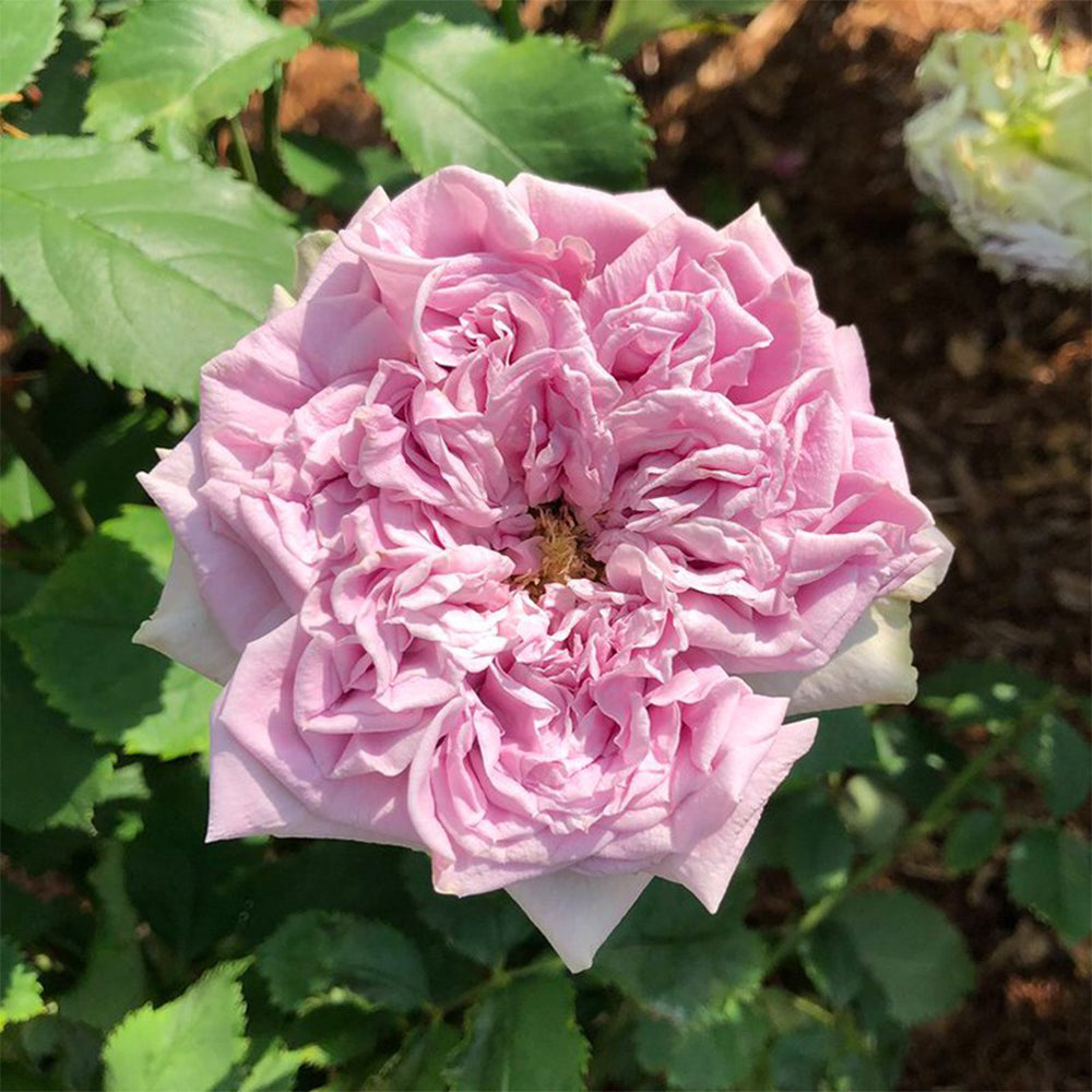 Blue Romanesque Japanese Florist Shrub Rose