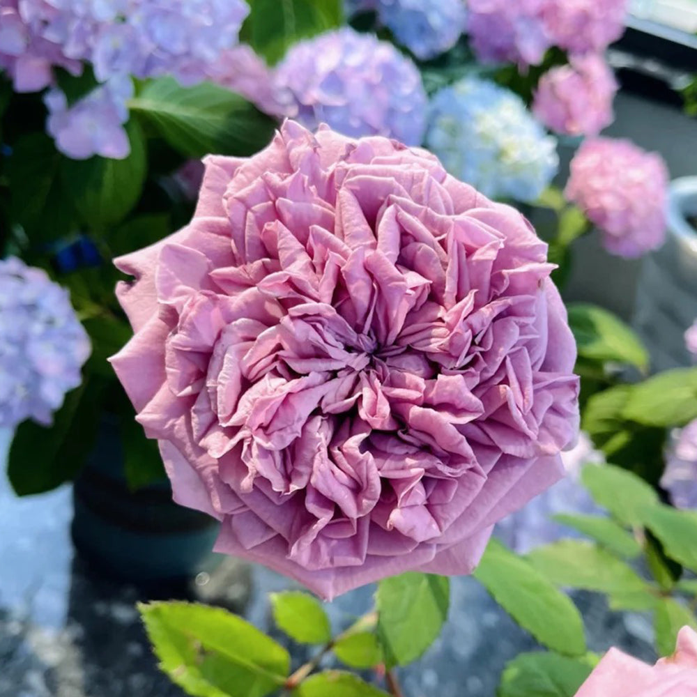 Blue Romanesque Japanese Florist Shrub Rose