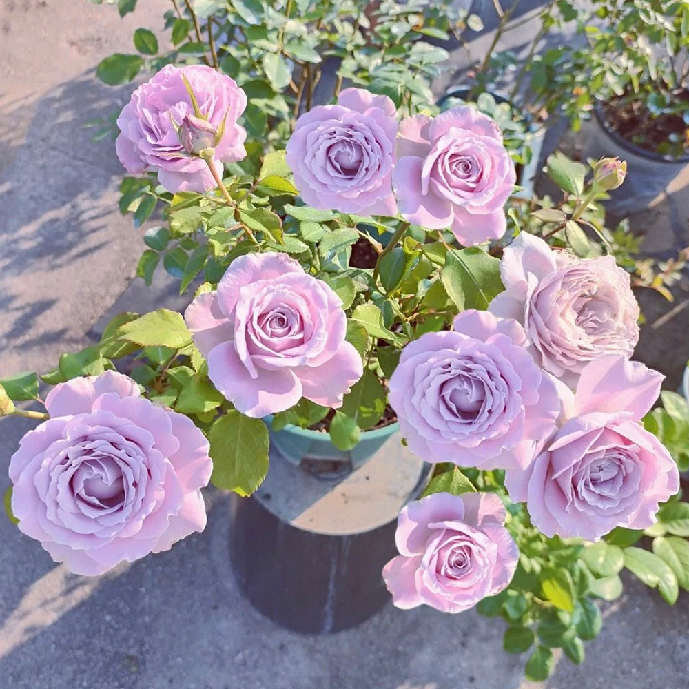 Blue Story Japanese Florist Shrub Rose – Highgarden Roses