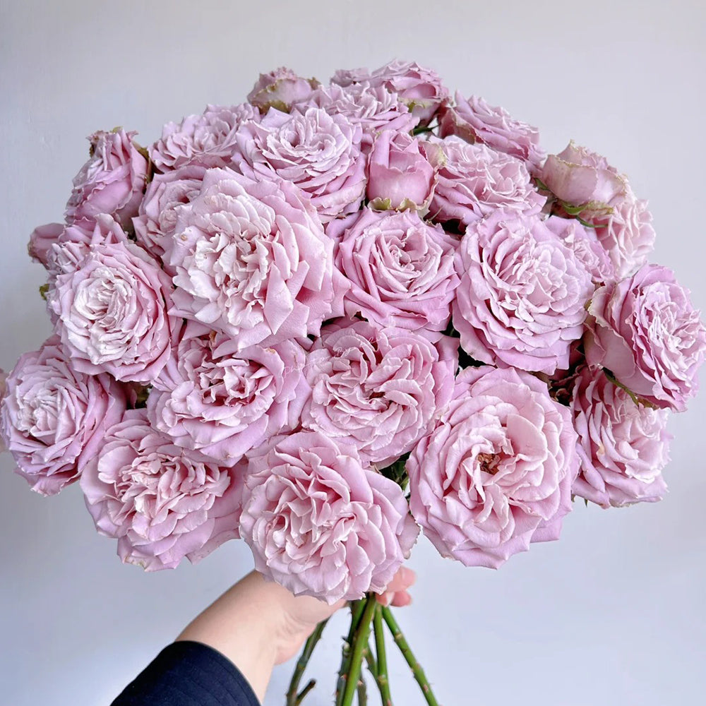 Blue Story Japanese Florist Shrub Rose – Highgarden Roses