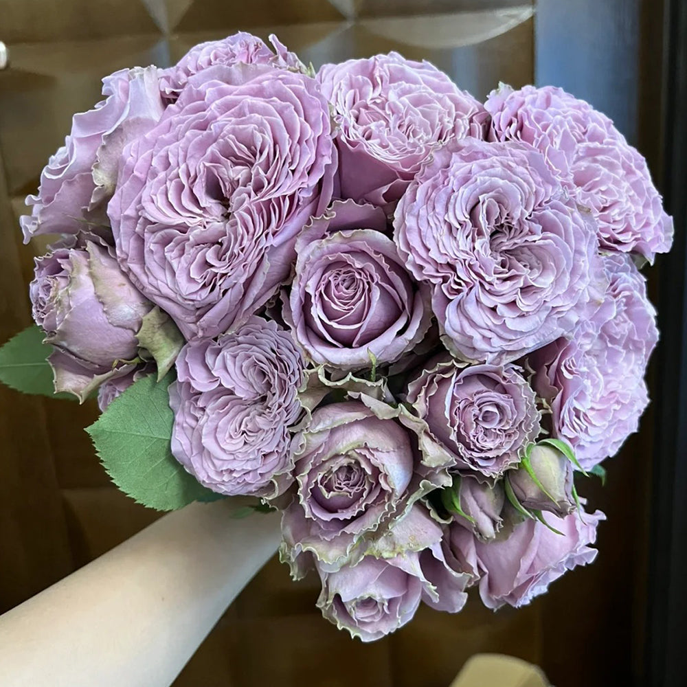 Blue Story Japanese Florist Shrub Rose – Highgarden Roses