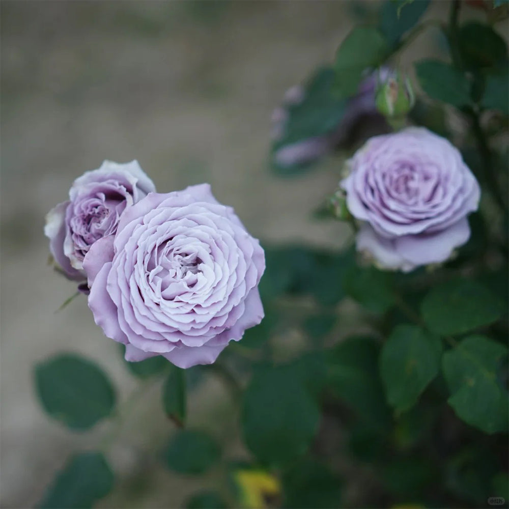 Blue Story Japanese Florist Shrub Rose