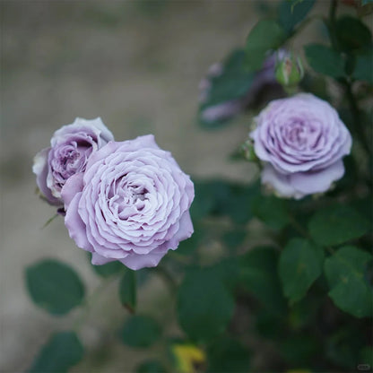 Blue Story Japanese Florist Shrub Rose