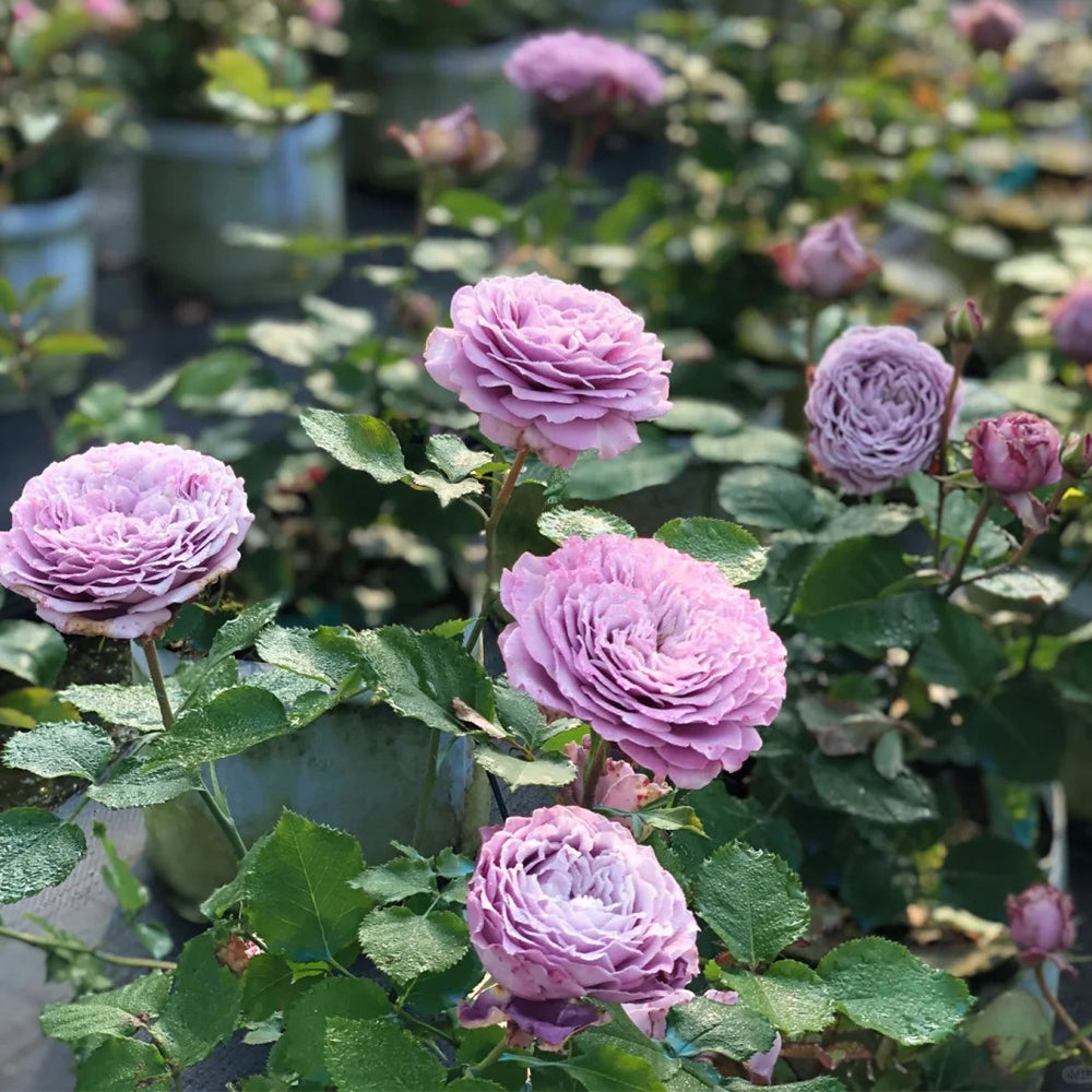 Blue Story Japanese Florist Shrub Rose