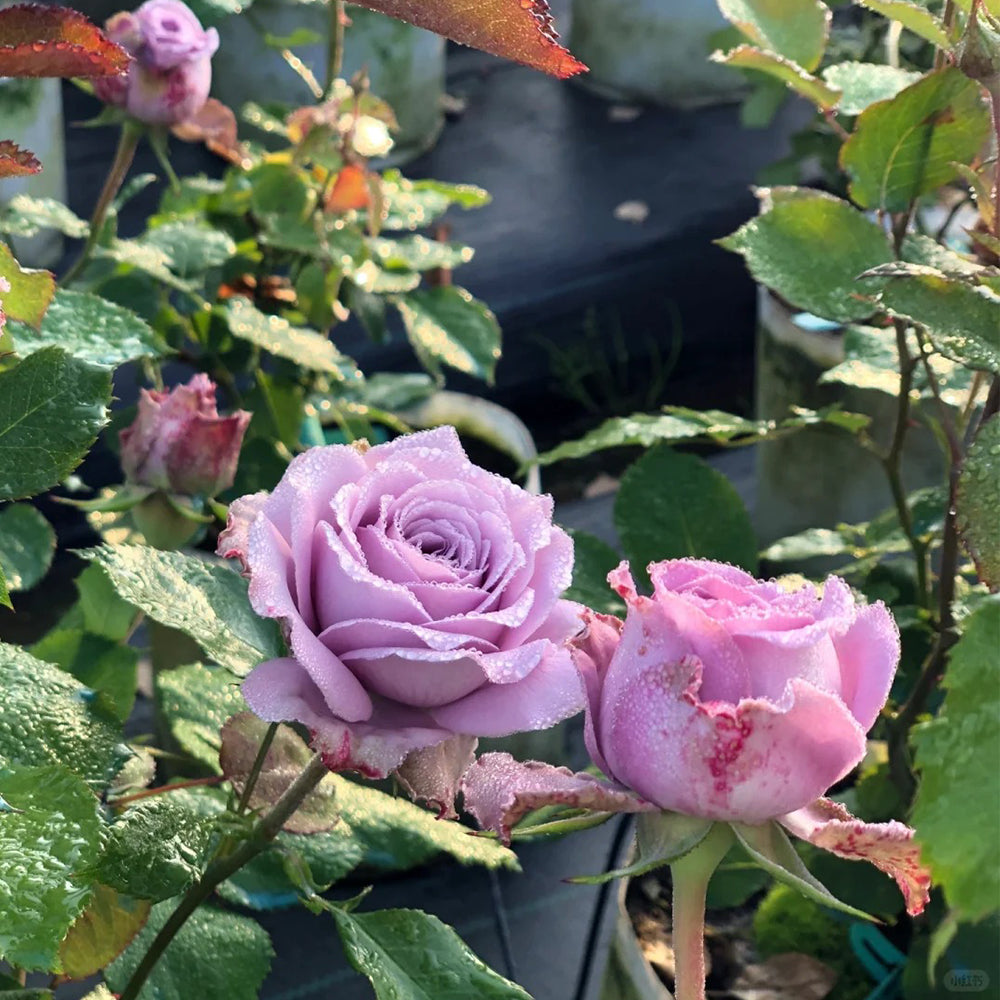 Blue Story Japanese Florist Shrub Rose