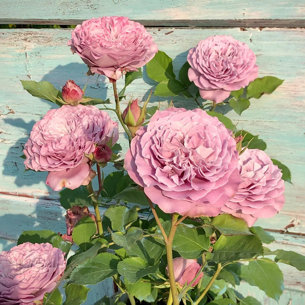 Blue Story Japanese Florist Shrub Rose – Highgarden Roses