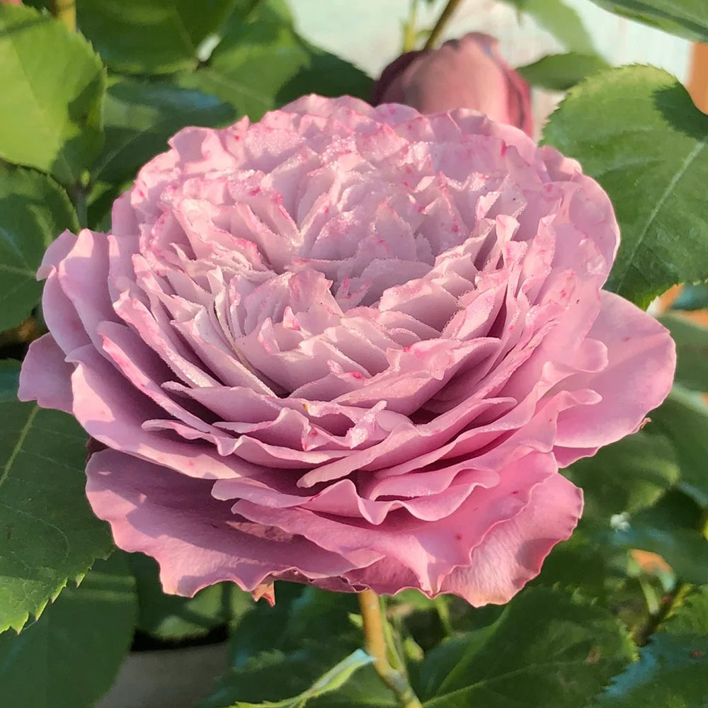 Blue Story Japanese Florist Shrub Rose – Highgarden Roses