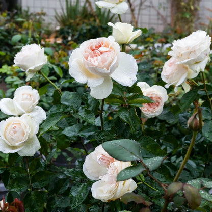 Blush Snow Chinese Florist Shrub Rose