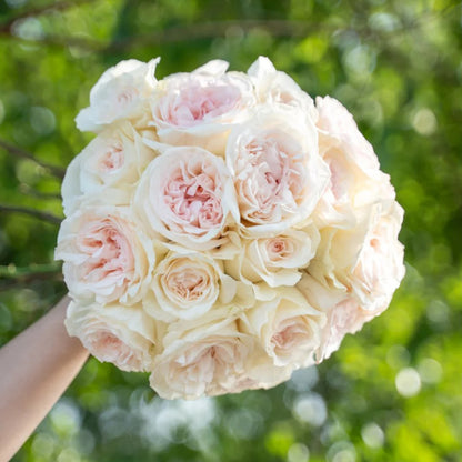 Blush Snow Chinese Florist Shrub Rose