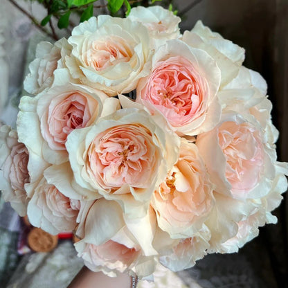 Blush Snow Chinese Florist Shrub Rose