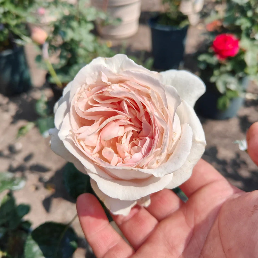 Blush Snow Chinese Florist Shrub Rose