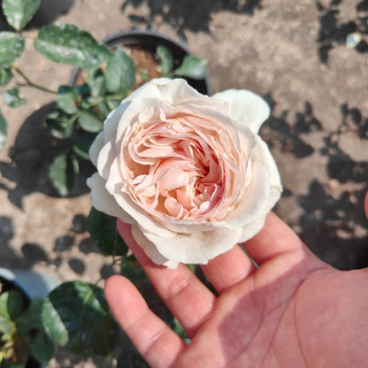 Blush Snow Chinese Florist Shrub Rose