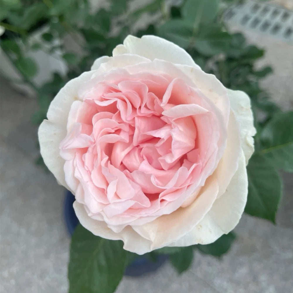 Blush Snow Chinese Florist Shrub Rose