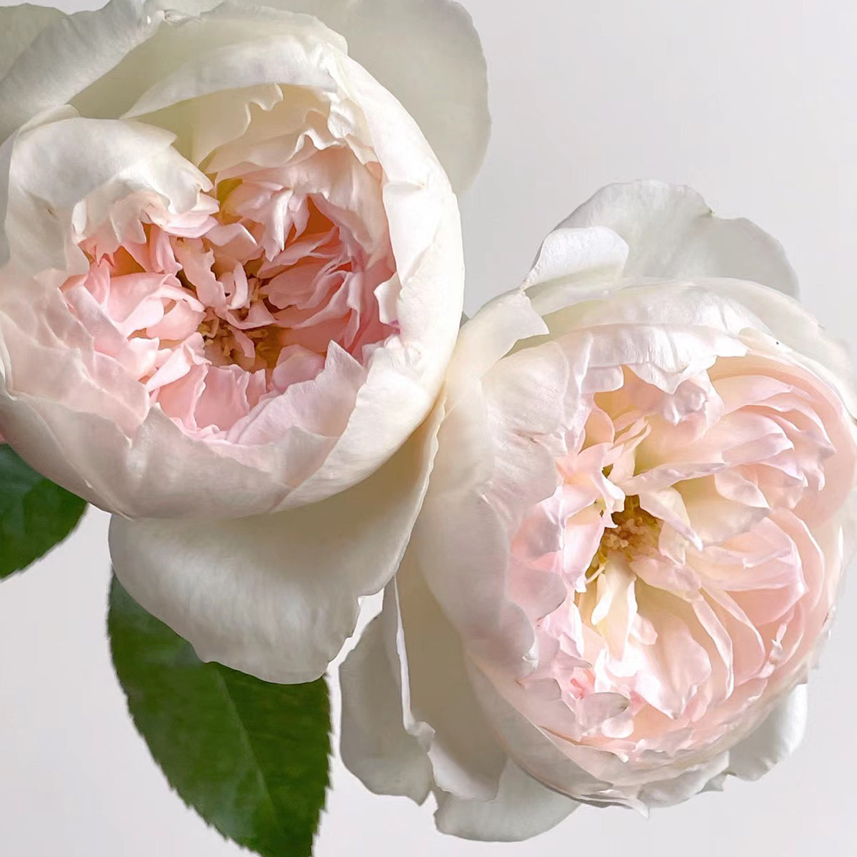 トップス Katie rose garden bolero Rose Garden Bolero by Baby, the Stars Shine Bright
