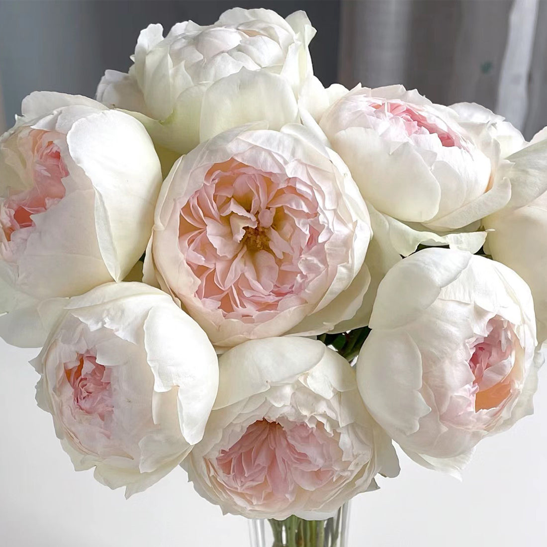 Bolero French Garden Shrub Rose