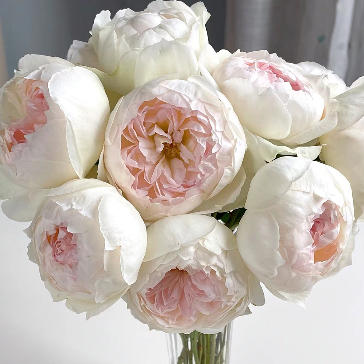 Bolero French Garden Shrub Rose – Highgarden Roses
