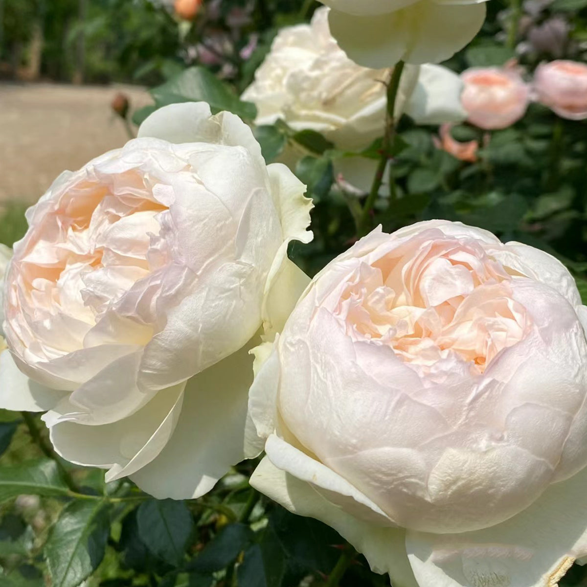 トップス Katie rose garden bolero Rose Garden Bolero by Baby, the Stars Shine Bright
