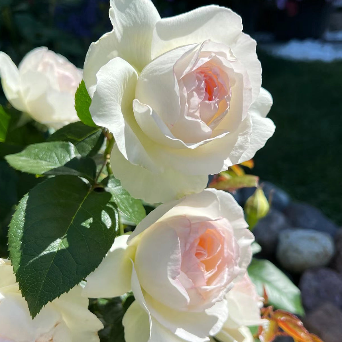 Bolero French Garden Shrub Rose – Highgarden Roses
