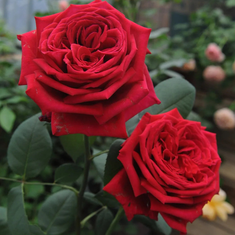 Botero French Florist Hybrid Tea Rose Bush For Sale – Highgarden Roses