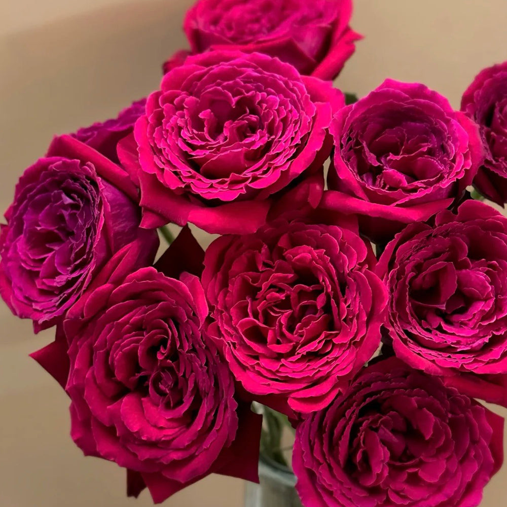 Botero French Florist Hybrid Tea Rose Bush For Sale – Highgarden Roses