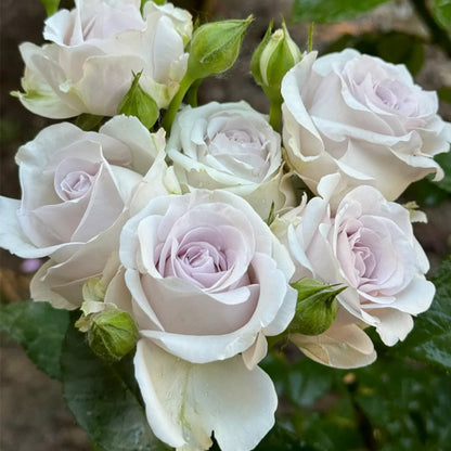 Bounty Way Netherlands Florist Shrub Rose