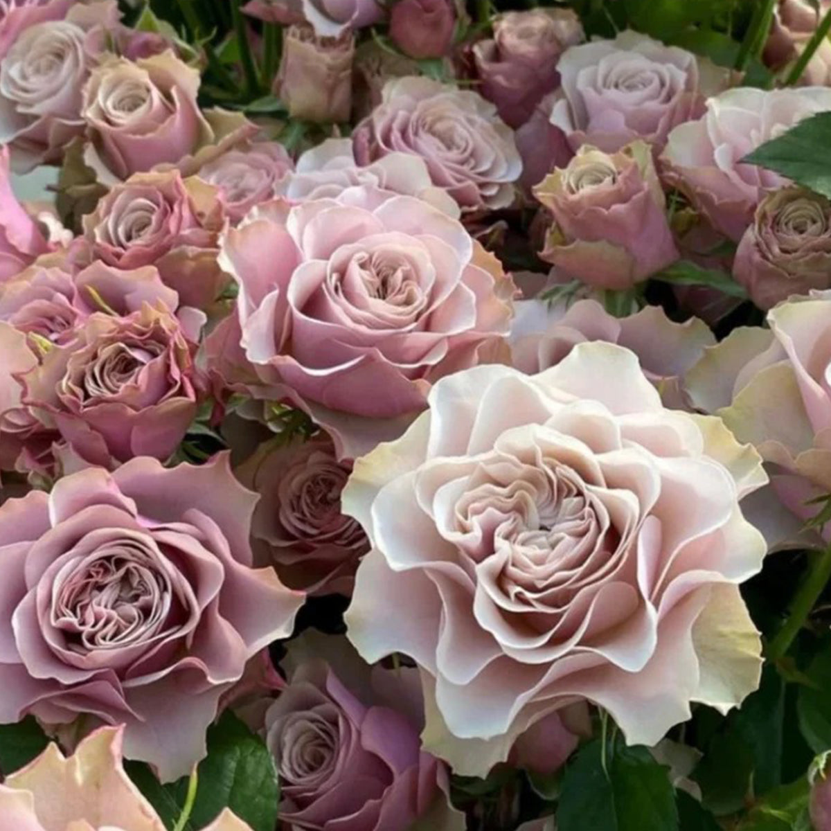 Bumstead Roses Bourbon Street Dutch Florist Shrub Rose Bush For Sale – Highgarden Roses