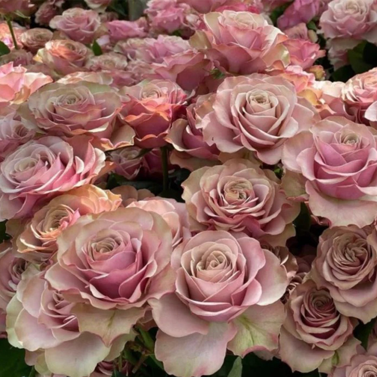 Bourbon Street Netherlands Florist Shrub Rose