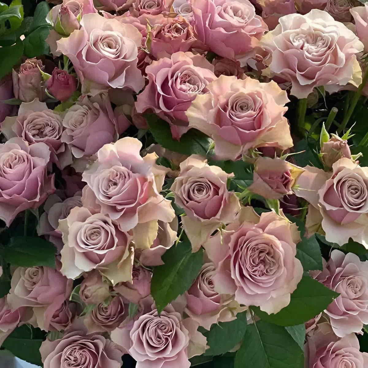 Bourbon Street Netherlands Florist Shrub Rose