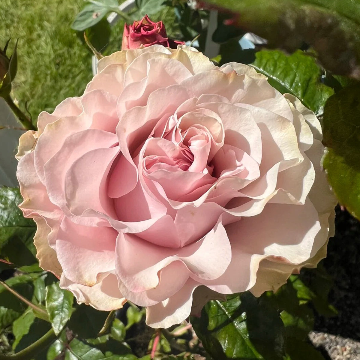Bourbon Street Netherlands Florist Shrub Rose