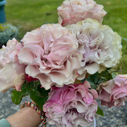 Bourbon Street Netherlands Florist Shrub Rose