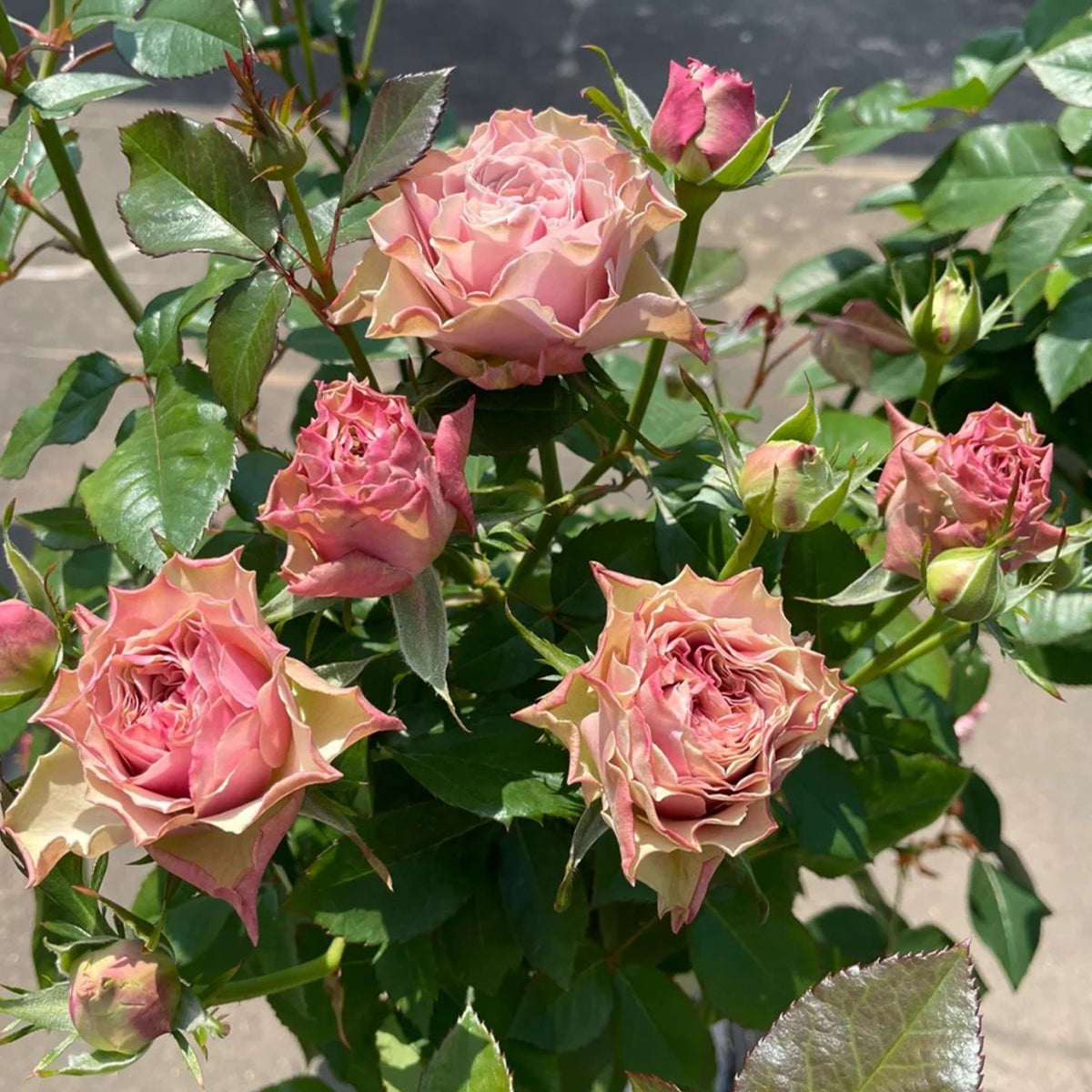 Bourbon Street Netherlands Florist Shrub Rose